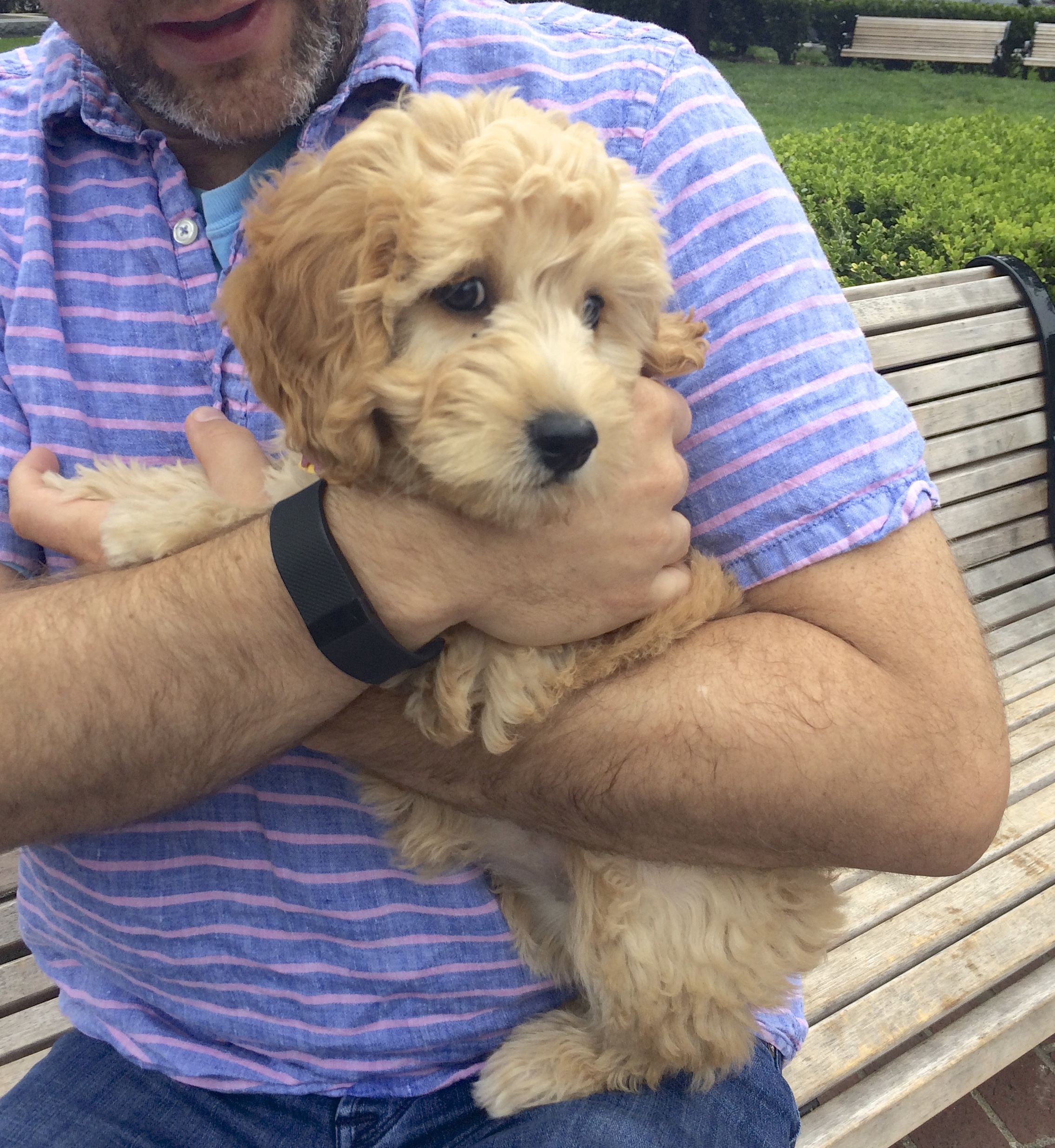 Man Holding Adorable Eleven-Week-Old Goldendoodle Puppy