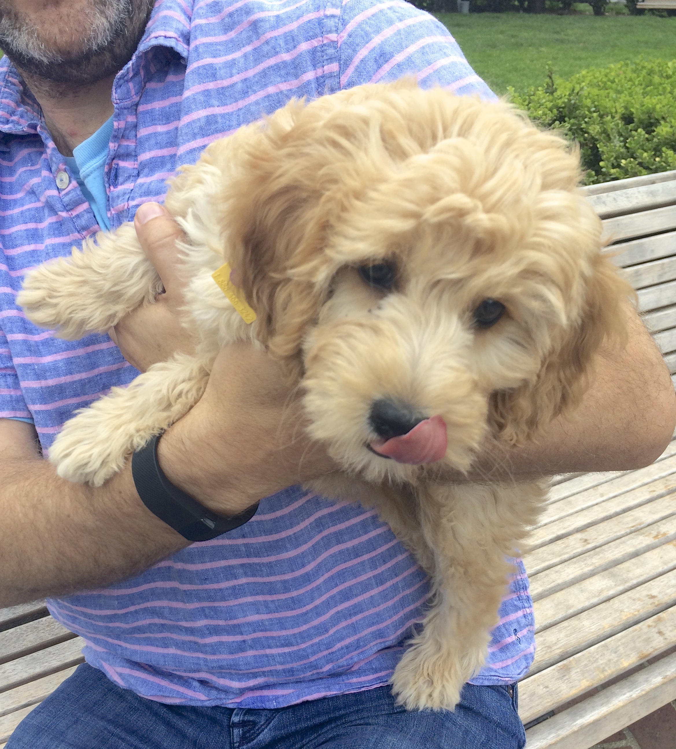 Man Holding Adorable Eleven-Week-Old Goldendoodle Puppy Who Is Trying To Lick The Camera