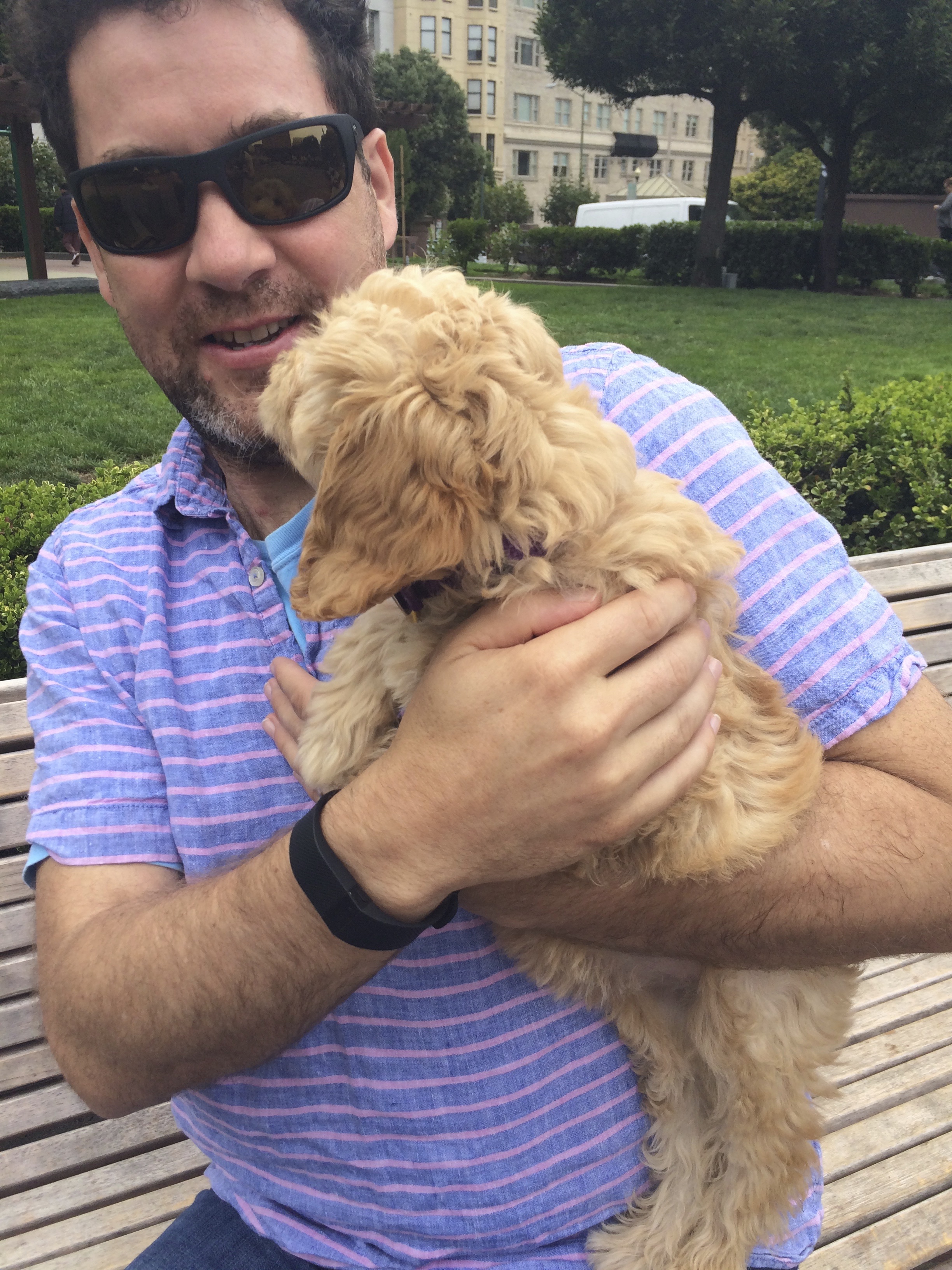 Man Holding Adorable Eleven-Week-Old Golden Retriever Poodle Mix Puppy Who Is Licking His Face