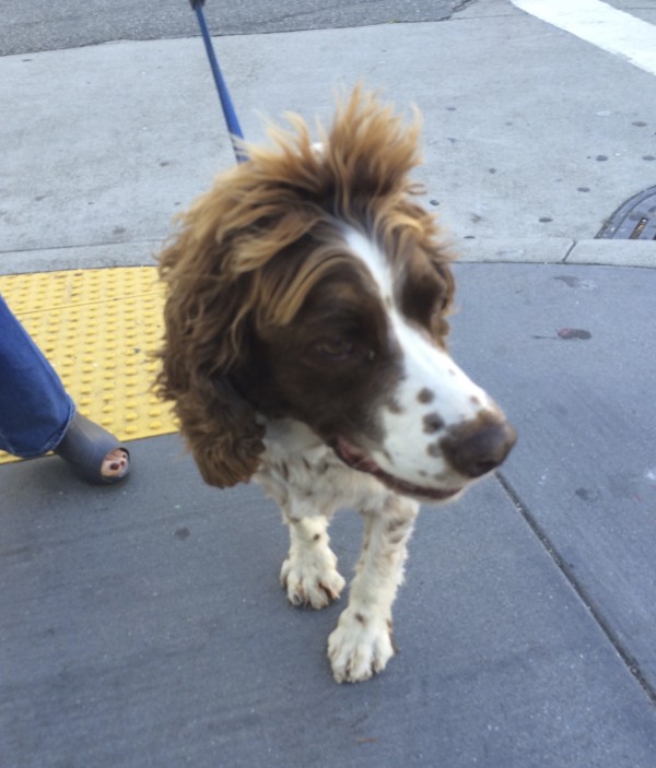 English Springer Spaniel With Very Long Fluffy Hair On Her Head