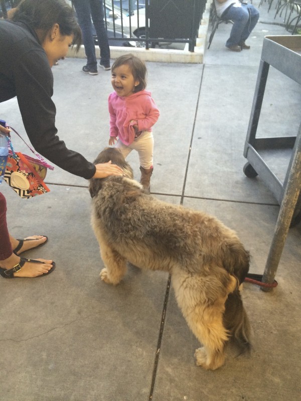 Little Girl Delightedly Greeting Unknown Mixed-Breed Dog