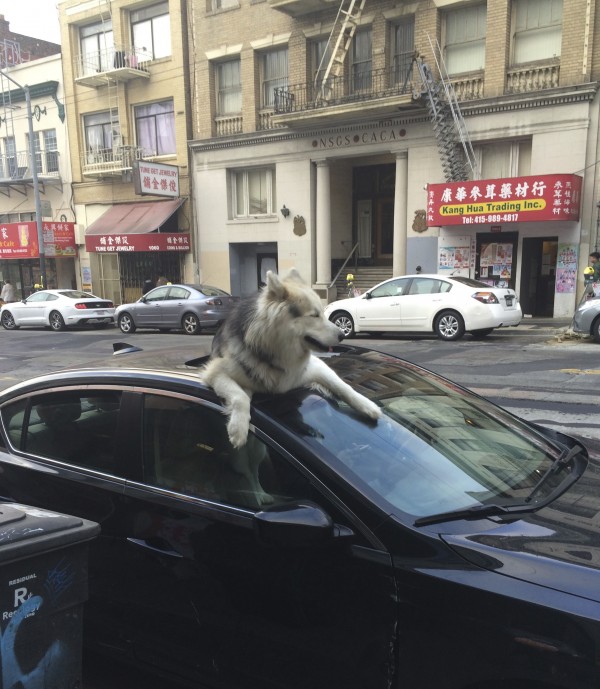 Huge Wooly Malamute Sticking His Head Out A Car Sun Roof