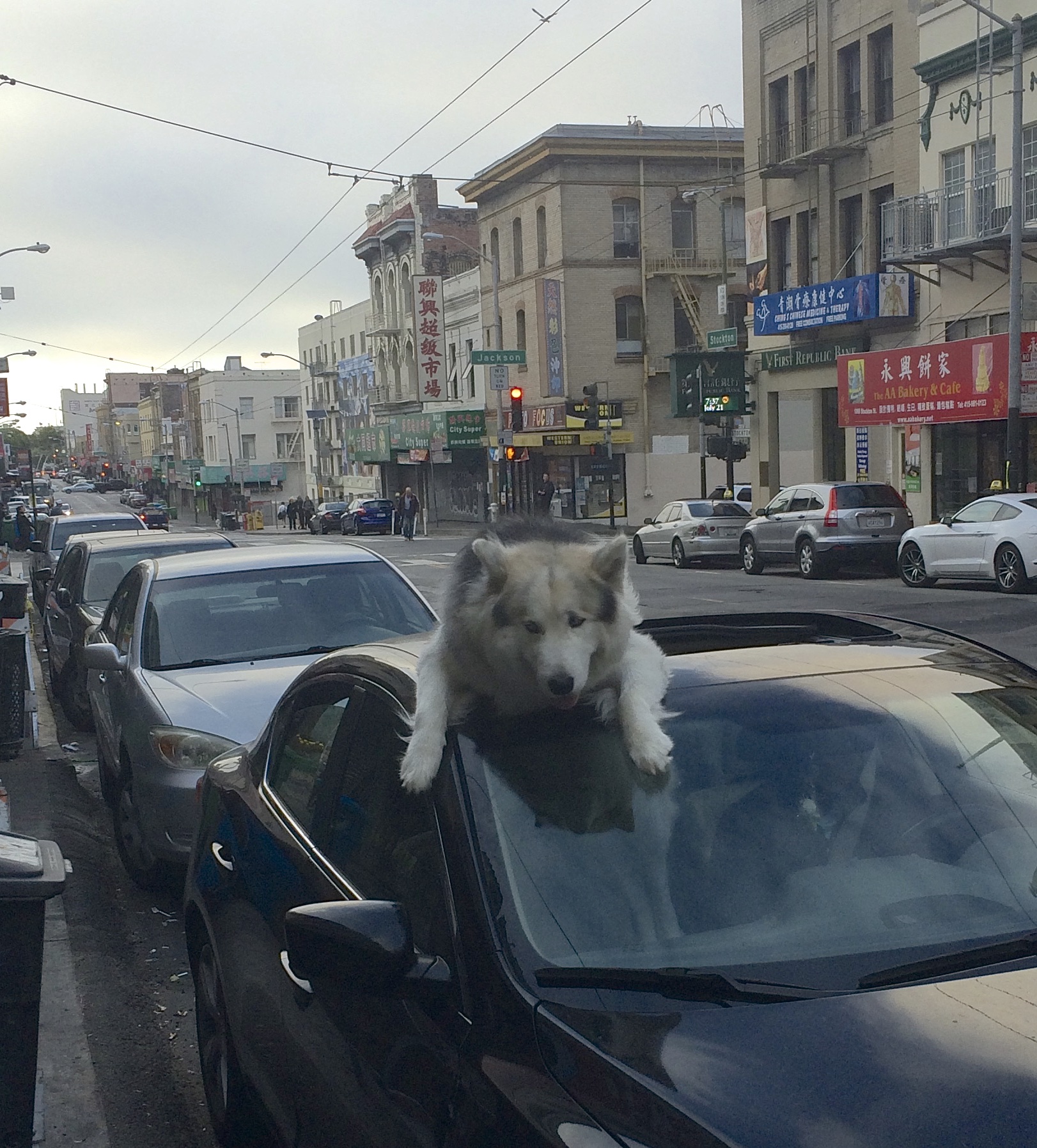 Huge Wooly Malamute Sticking His Head Out A Car Sun Roof