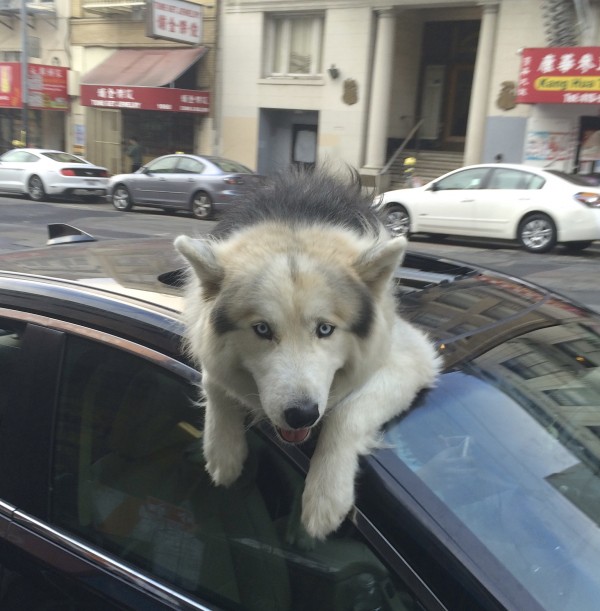 Huge Wooly Malamute Sticking His Head Out A Car Sun Roof And Trying Very Hard To Lick The Photographer