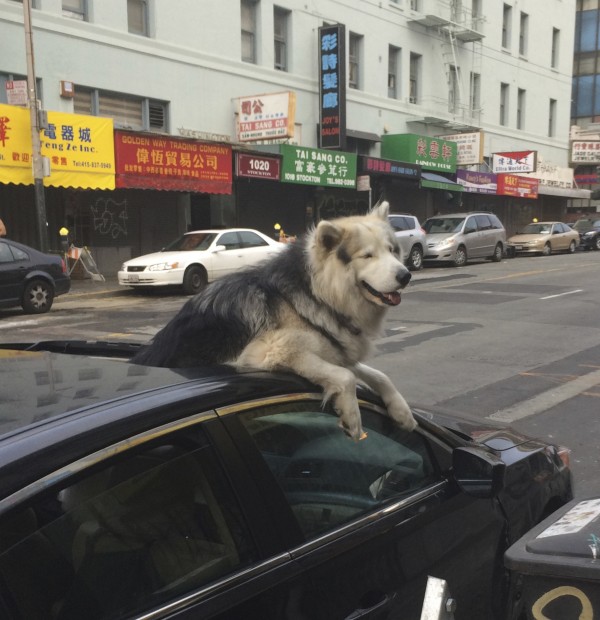 Huge Wooly Malamute Sticking His Head Out A Car Sun Roof And Grinning