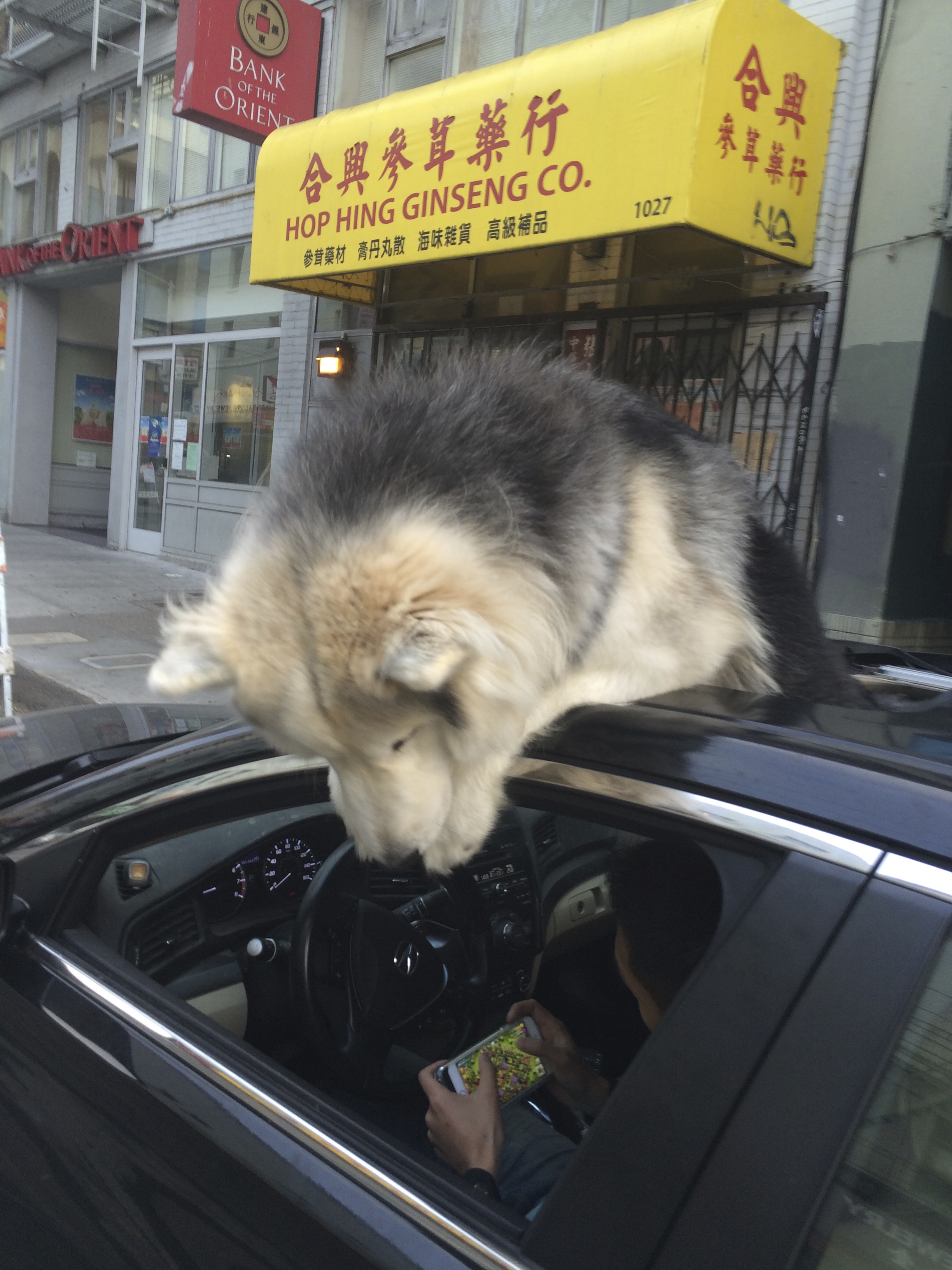 Huge Wooly Malamute Sticking His Head Out A Car Sun Roof And Looking In The Driver's Side Window