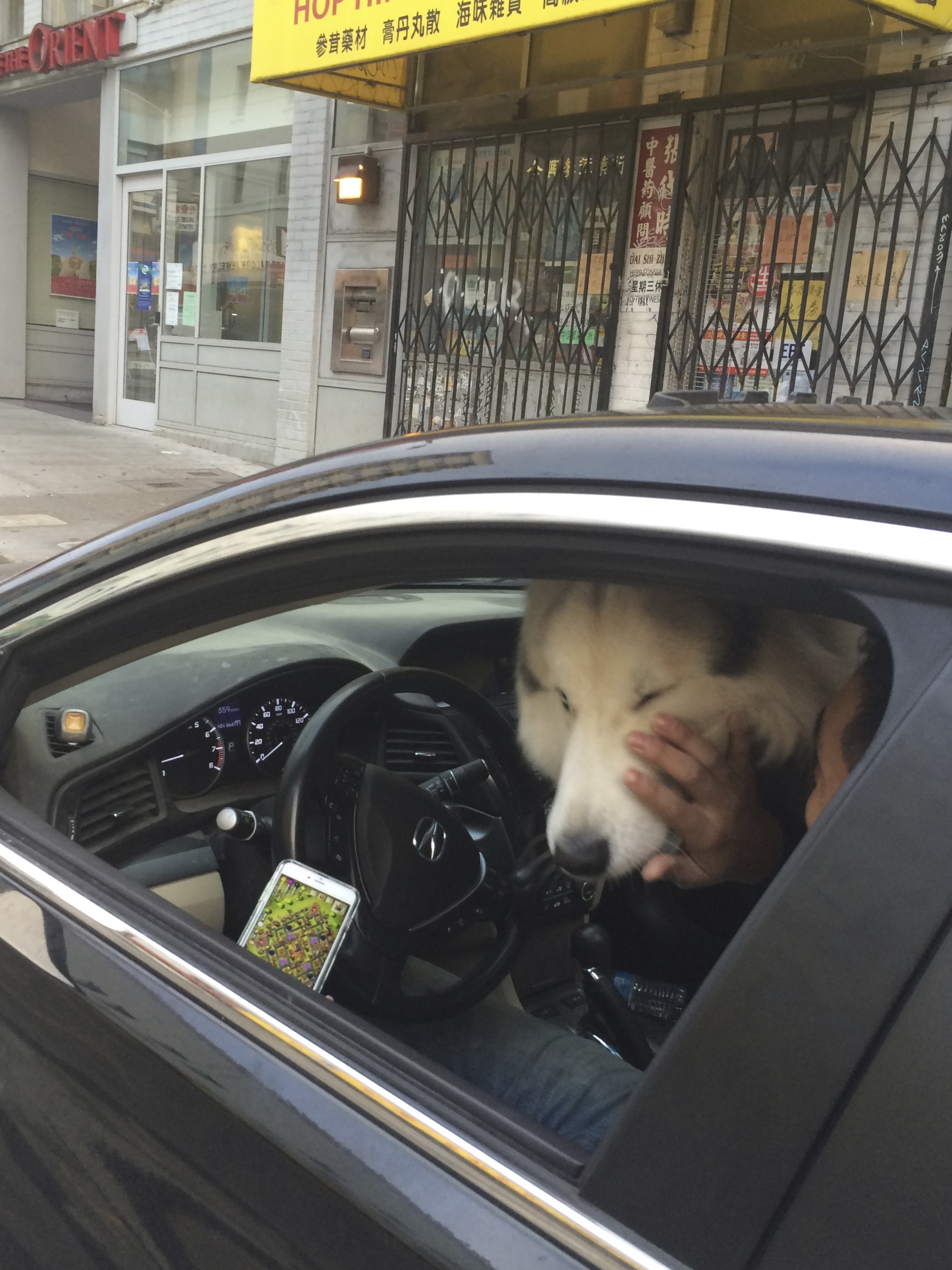 Giant Wooly Malamute Trying To Climb Into The Driver's Seat Of A Car Along With The Driver