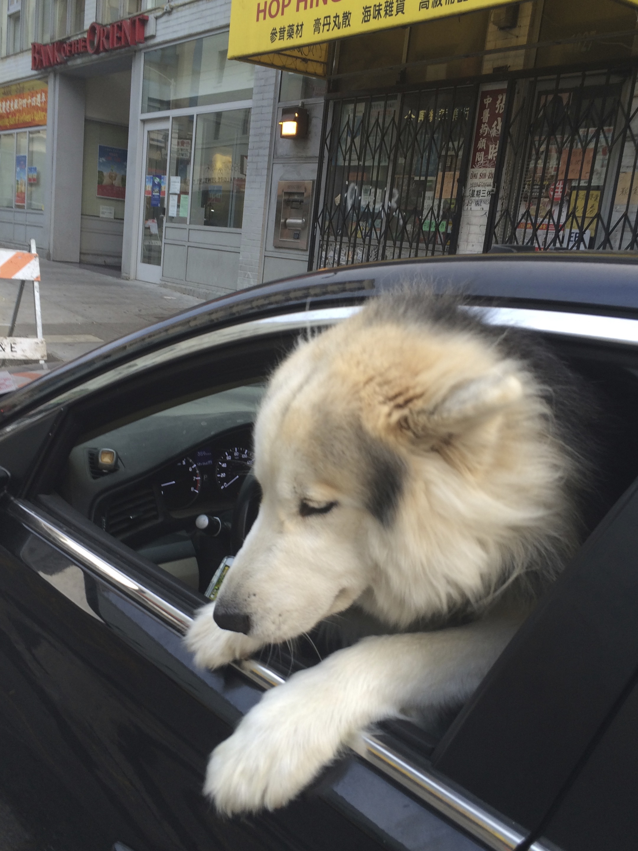Huge Wooly Malamute Sticking His Head Out Of The Driver's Window Of A Car And Sitting On The Driver