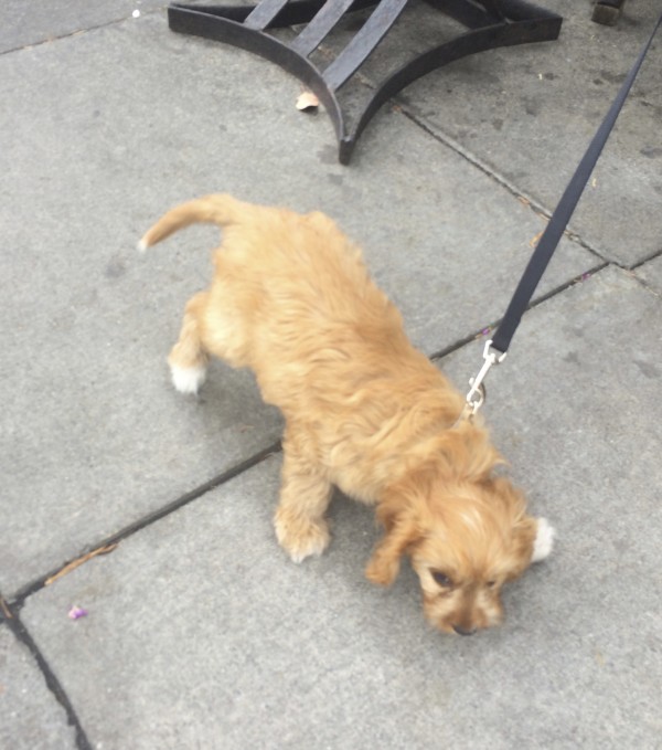 Tan Cavalier King Charles Spaniel Poodle Mix Puppy Sneaking Around