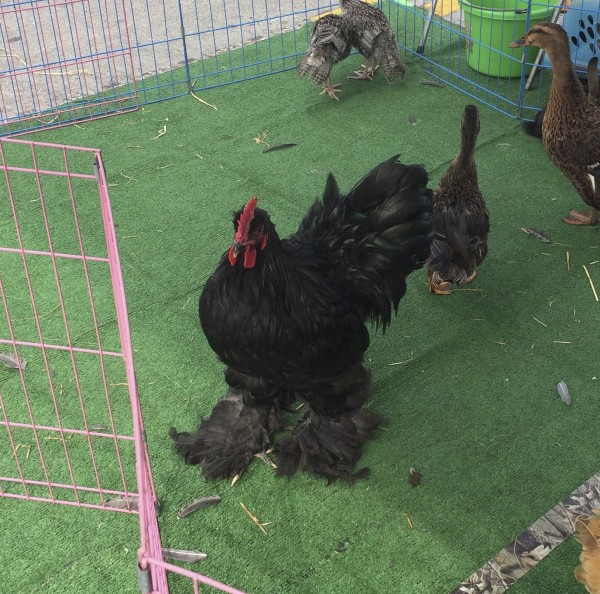 Black Rooster With Big Feather Tufgs On His Feet