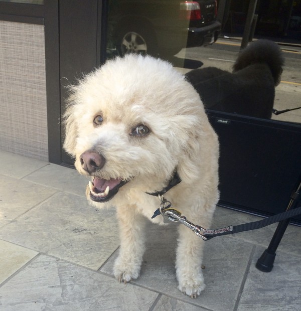 White Floofy Poodle Terrier Mix