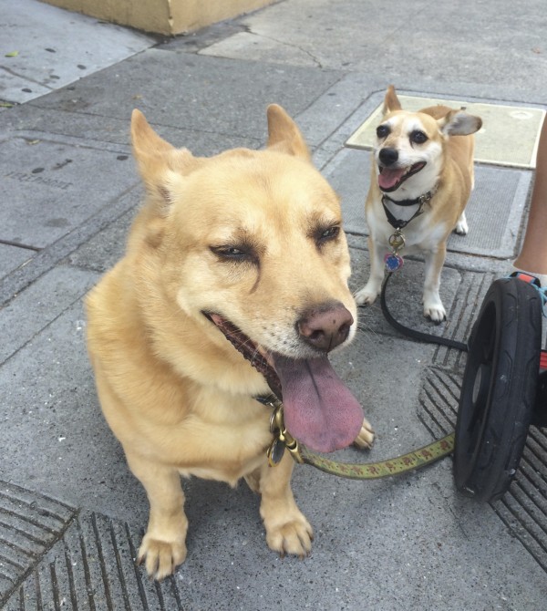 Chihuahua And Corgi Chow Mix Grinning Mischievously