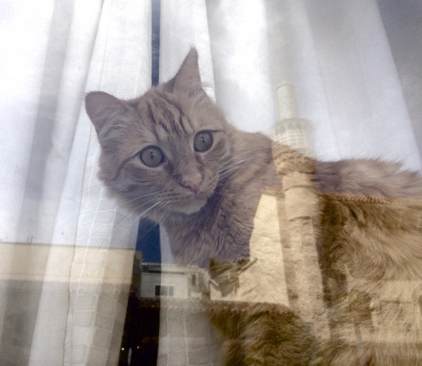 Marmalade Tabby Cat In Window With Weird Reflections
