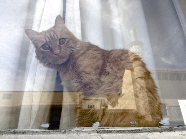Marmalade Tabby In A Window Looking At The Camera Through Reflections