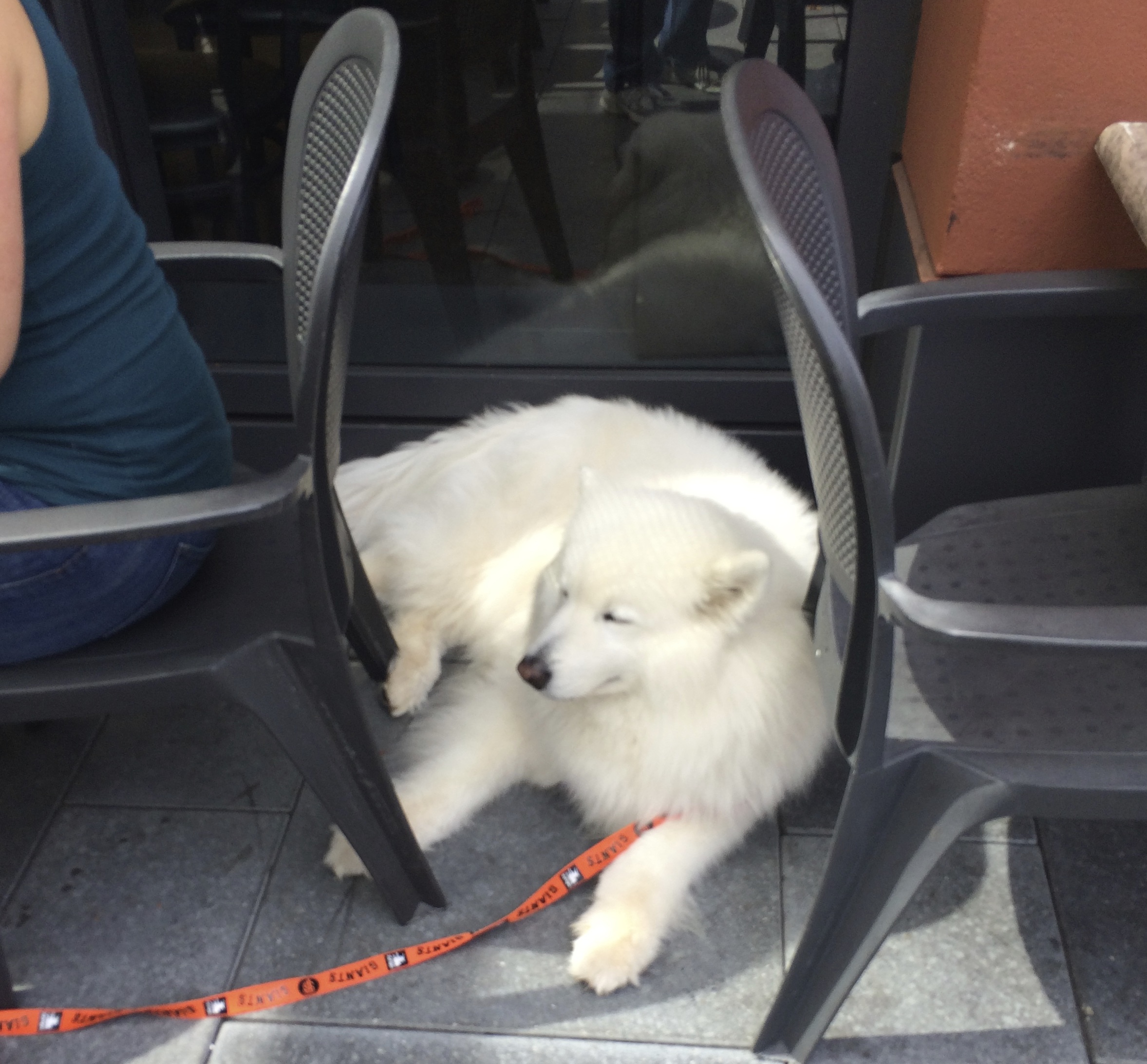 Samoyed Lying Between Cafe Tables With Eyes Closed