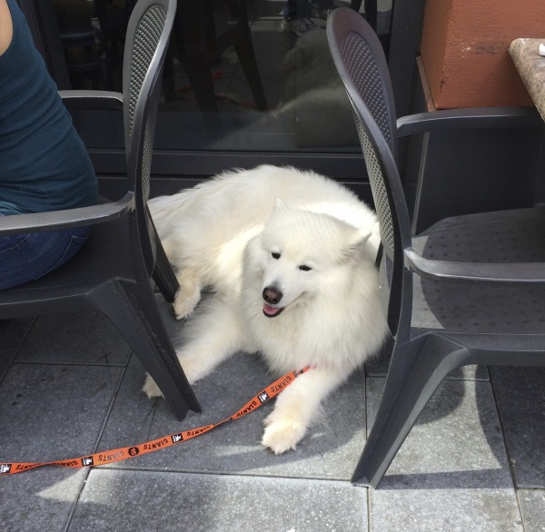 Samoyed Lying Between Cafe Tables