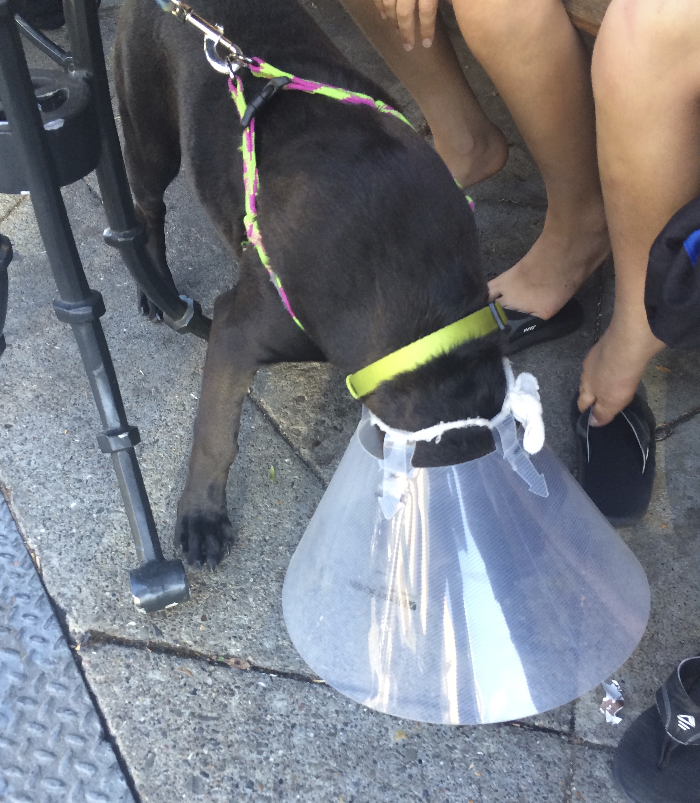 Lab Mix Puppy With Cone Of Shame Eating Something Off The Ground