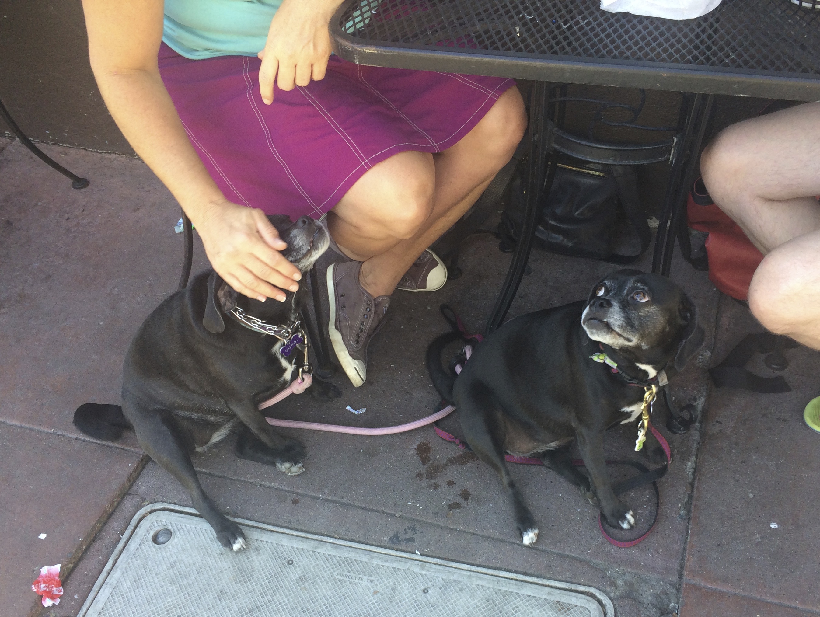 Two Black Puggles Under A Cafe Table