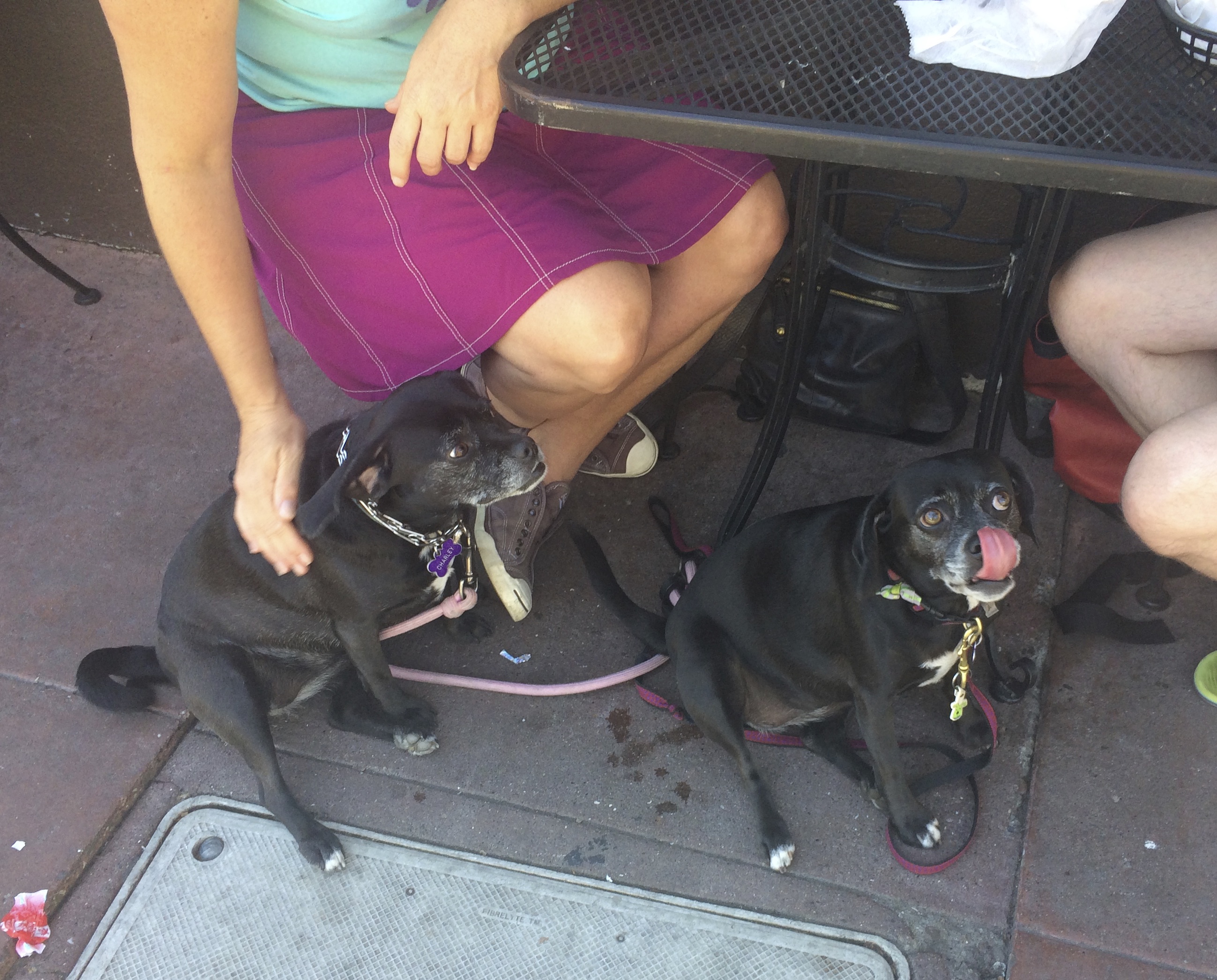 Two Black Puggles Under A Cafe Table