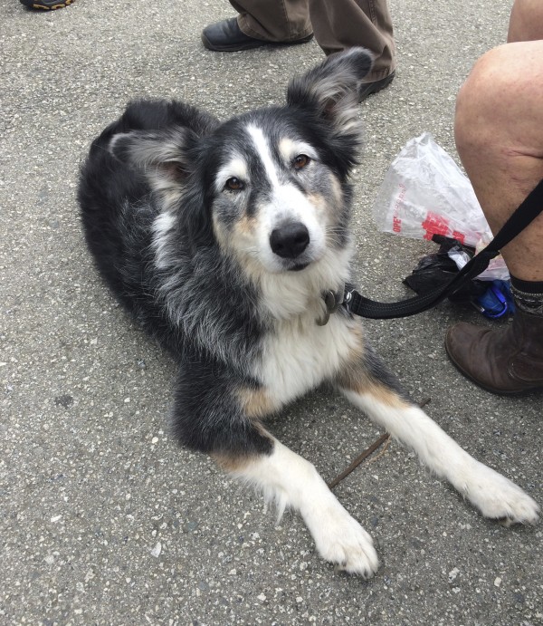 Tricolor Old Australian Shepherd Border Collie Mix With Great Big Bat Ears