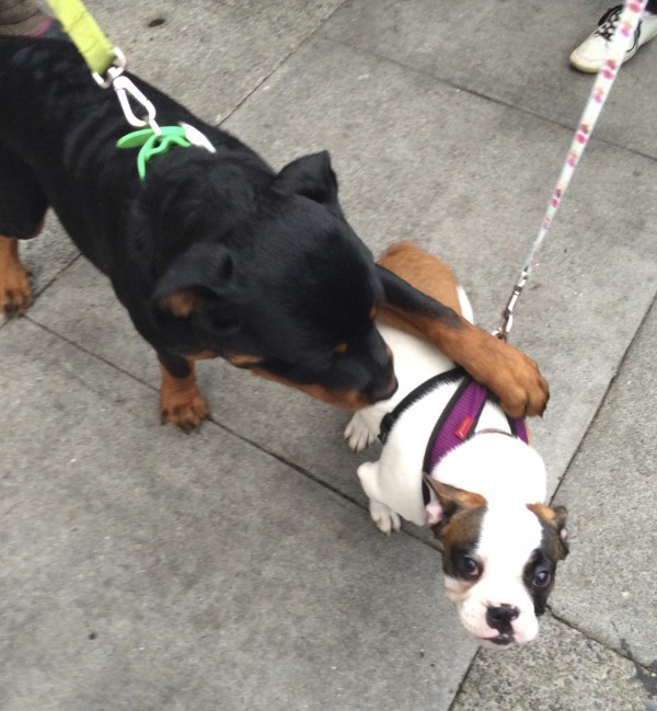 Rottweiler Puppy And French Bulldog Puppy Playing