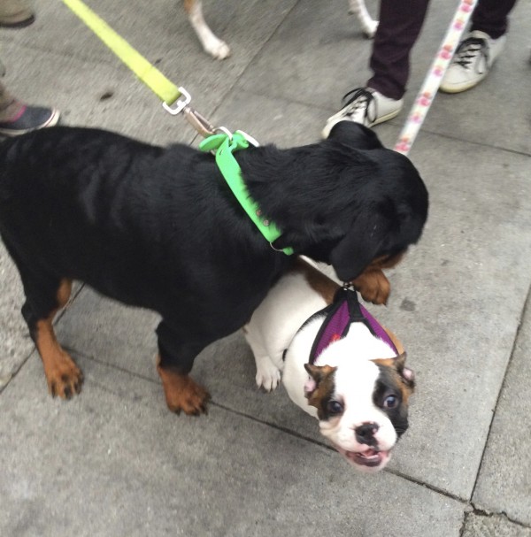 Rottweiler Puppy And French Bulldog Puppy Playing