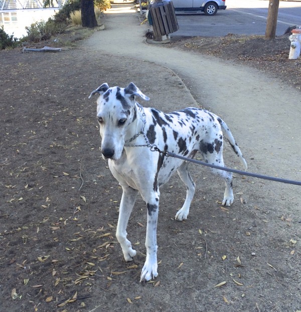 Nine-Year-Old Harlequin Great Dane With Blue Eyes