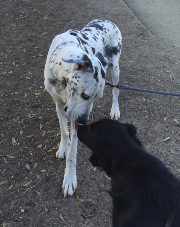 Nine-Year-Old Harlequin Great Dane With Blue Eyes Sniffing Noses With A Black Flat-Coated Retriever