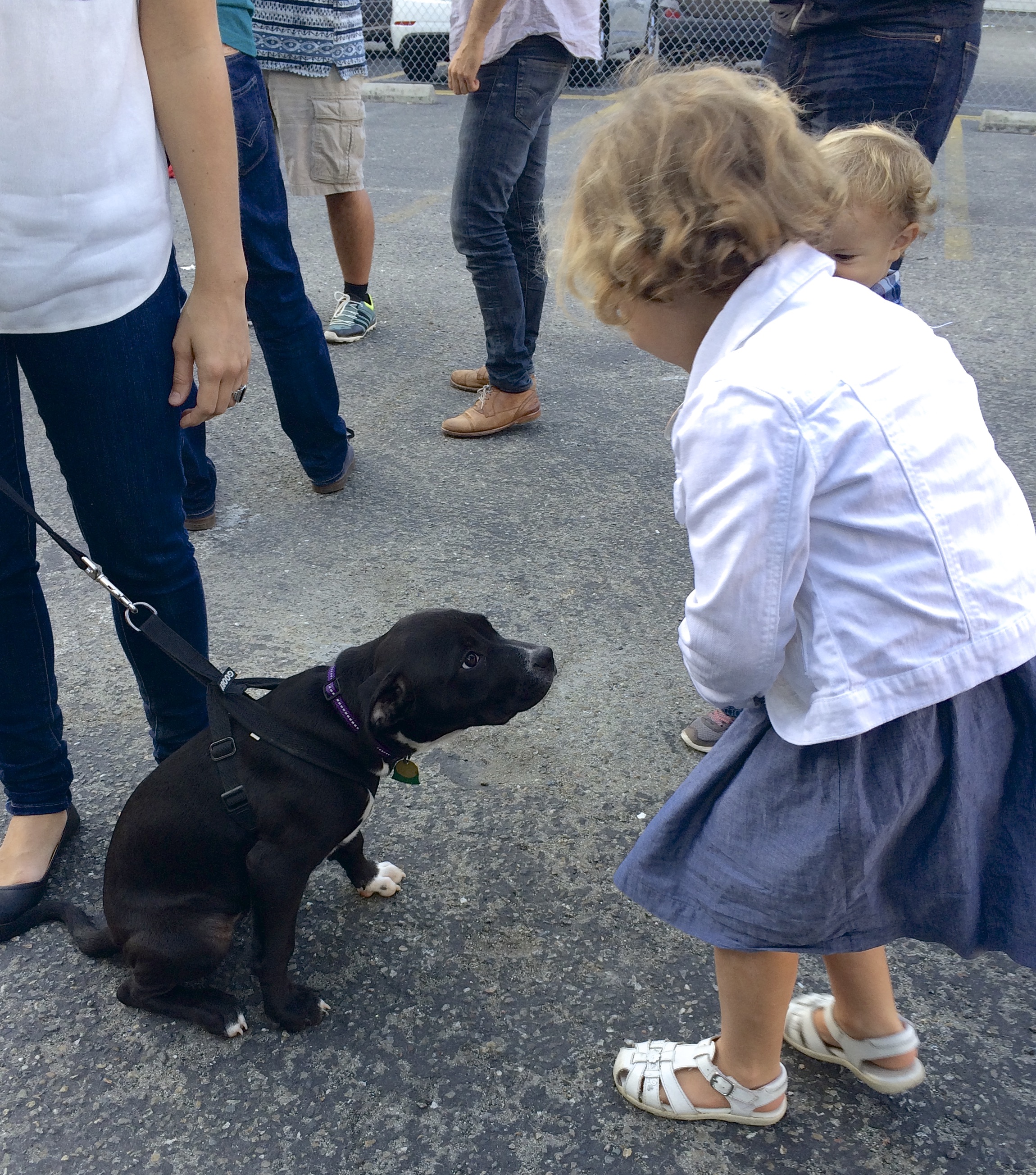 Little Girl And Little Boy Meeting Black Pit Bull Labrador Retriever Mix Puppy