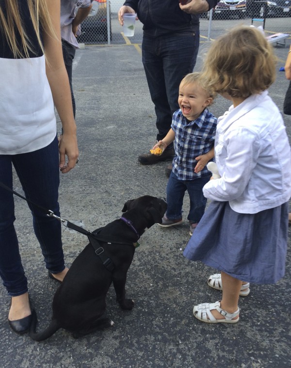 Toddler Laughing At Black Pit Bull Labrador Retriever Mix Puppy