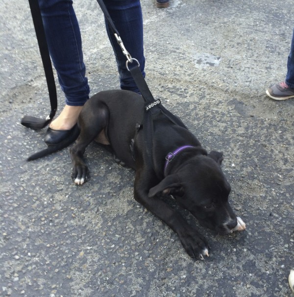 Black Pit Bull Labrador Retriever Mix Puppy Lying On The Ground