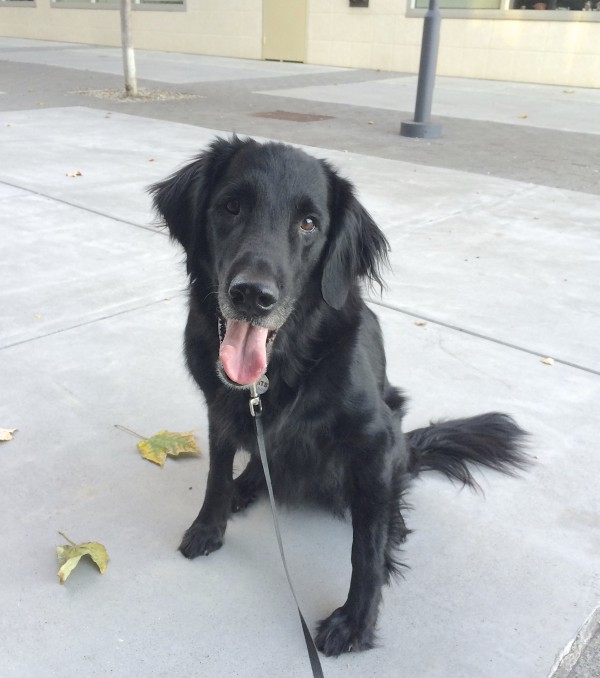 Black Flat-Coated Retriever Sitting And Grinning