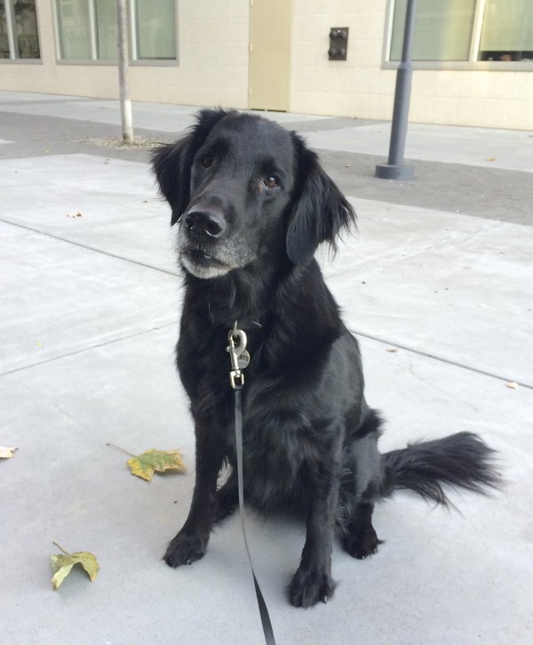 Black Flat-Coated Retriever Sitting And Looking Huffy And Offended