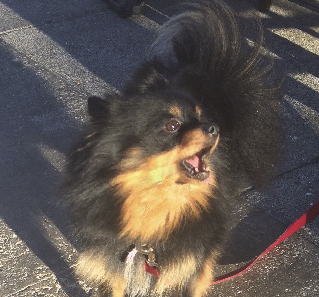 Black And Tan Fluffy Pomeranian Singing The Blues