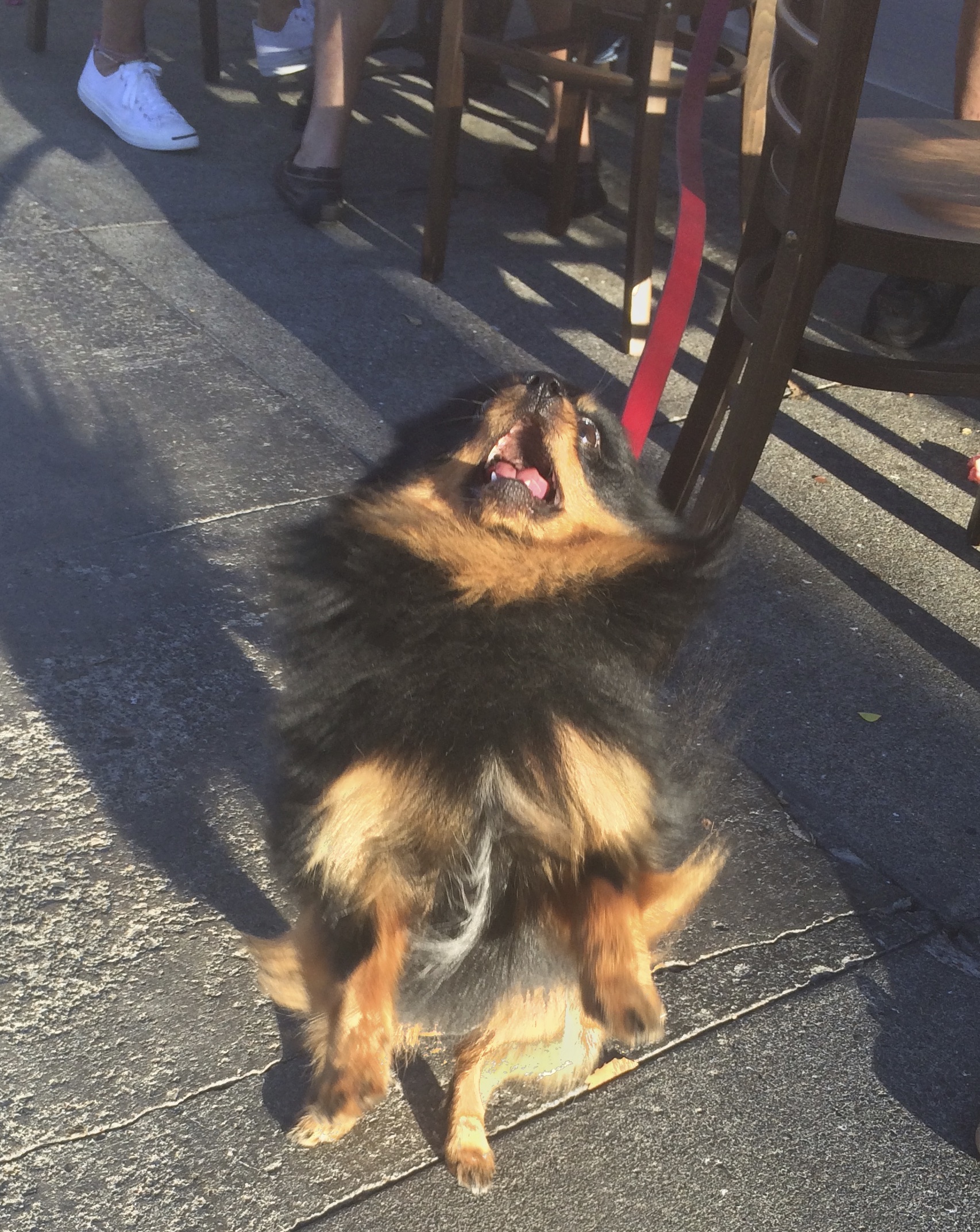Black And Tan Fluffy Pomeranian Standing On His Hind Legs And Looking Goofy