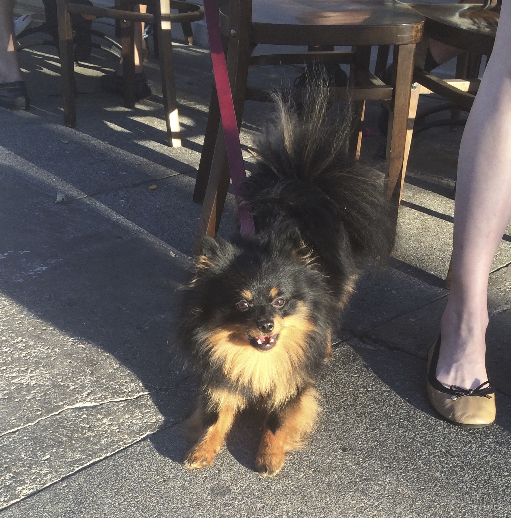 Black And Tan Pomeranian Play-Bowing