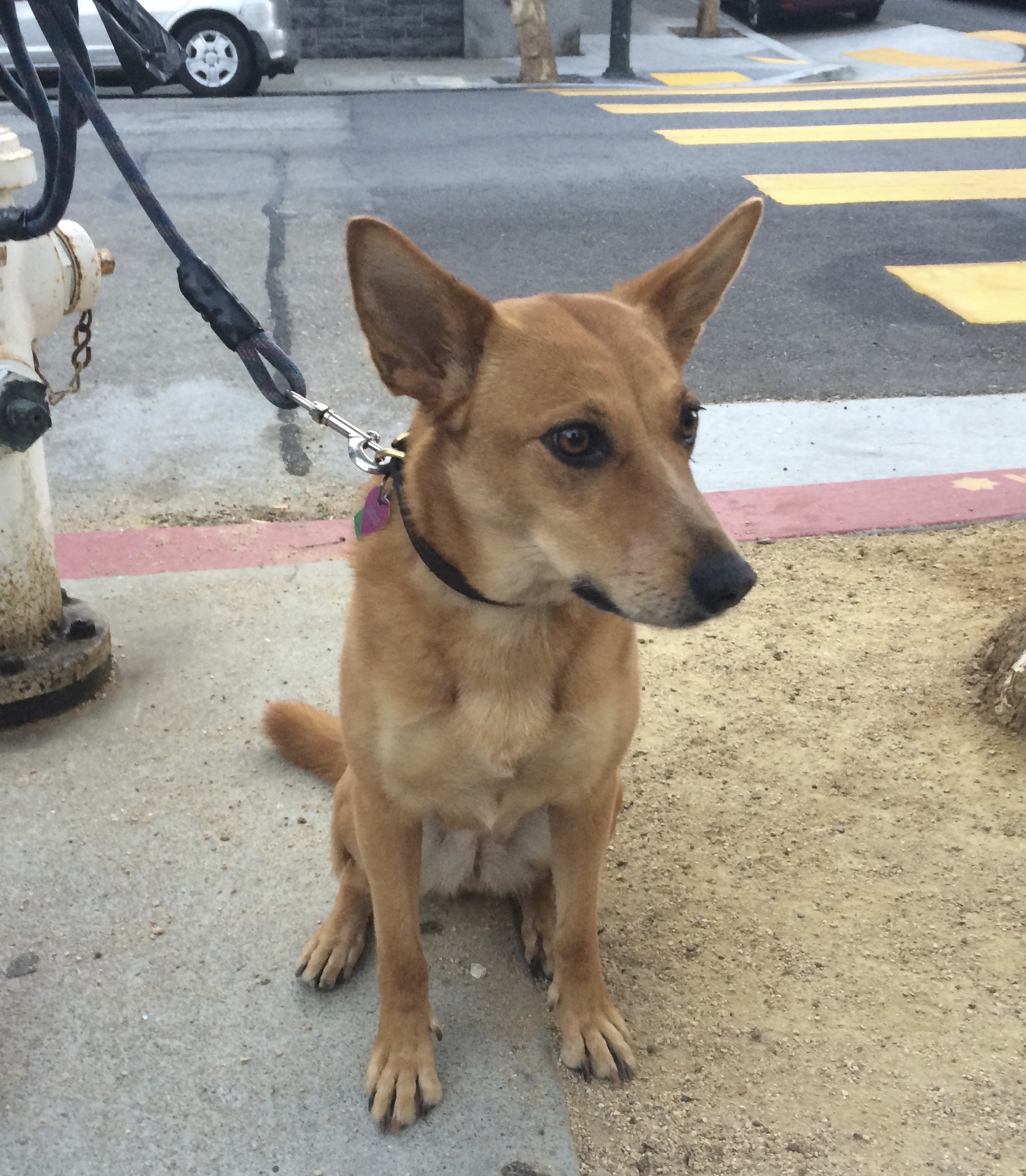 Dog Of The Day Penny The Carolina Dog The Dogs Of San Francisco