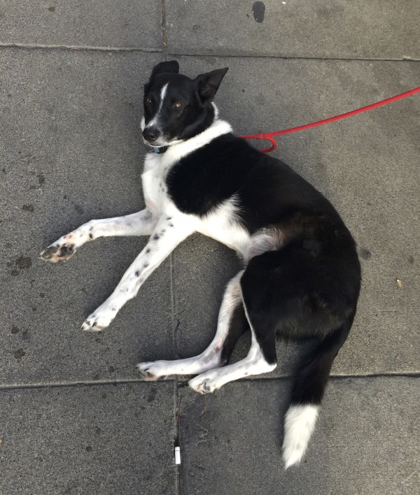Black And White Border Collie Lying On The Sidewalk