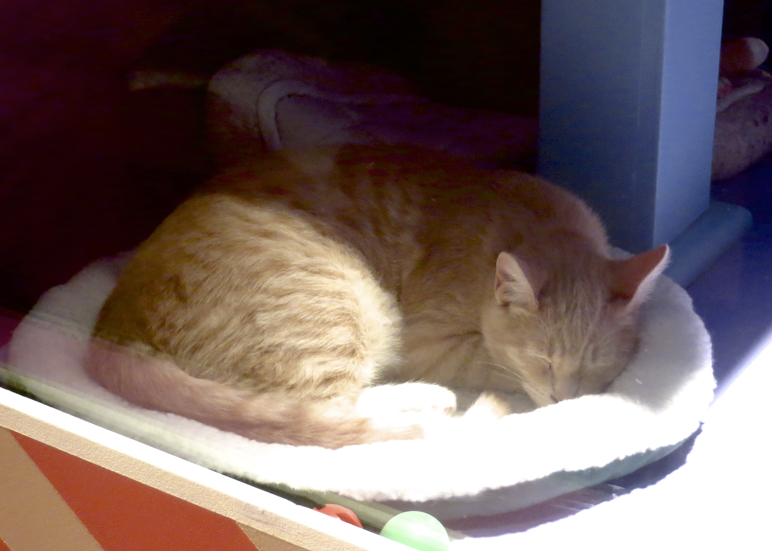 Marmalade Tiger Tabby Sleeping On A Cat Bed