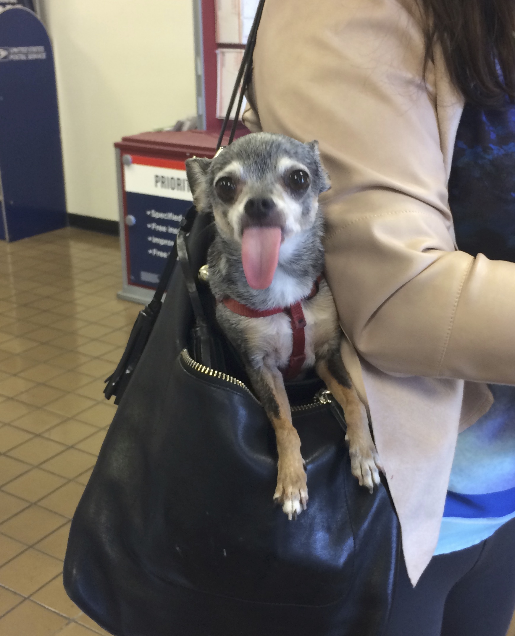 Derpy-Looking Chihuahua In A Leather Purse Sticking Out Her Tongue