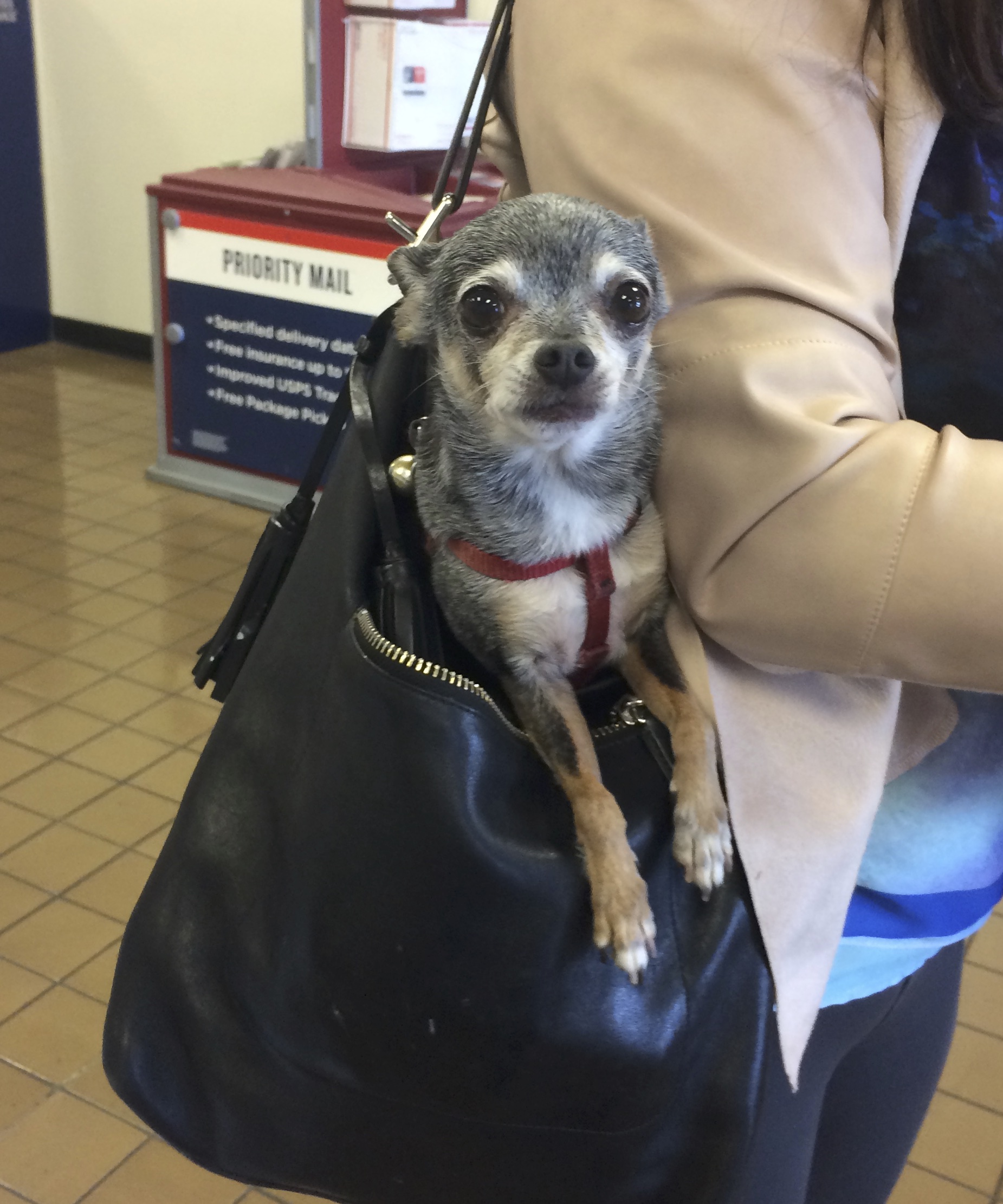 Derpy-Looking Chihuahua In A Leather Sack
