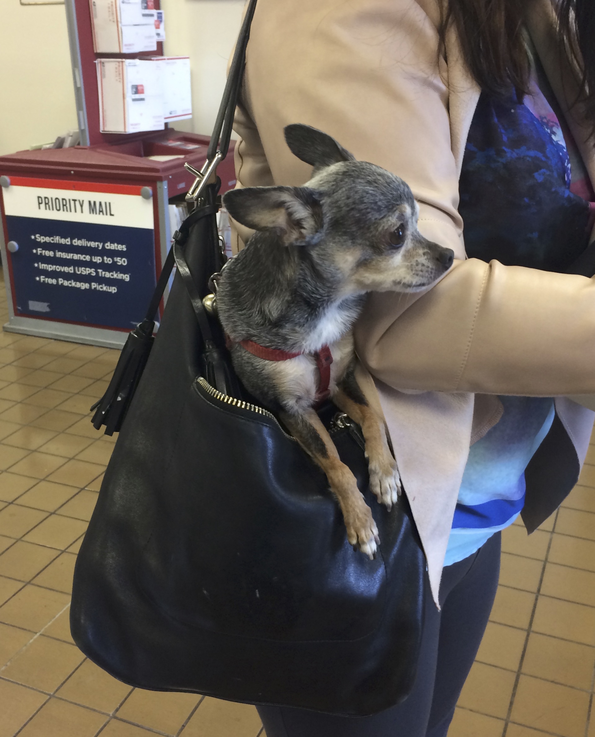 Chihuahua In A Leather Purse