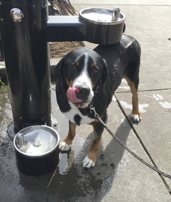 Greater Swiss Mountain Dog Licking His Chops Near A Doggie Drinking Fountain
