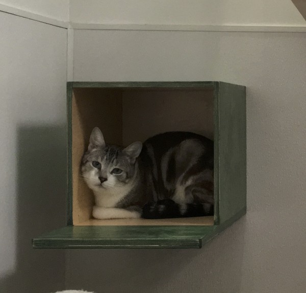 Cat Lounging In Box Mounted To Wall