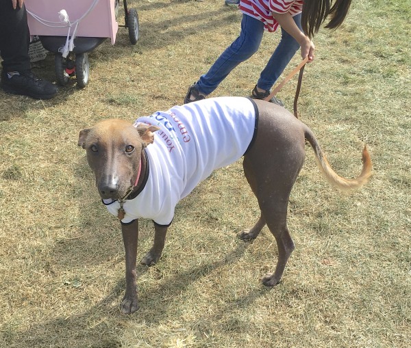 Mexican Hairless Dog In A Tee Shirt
