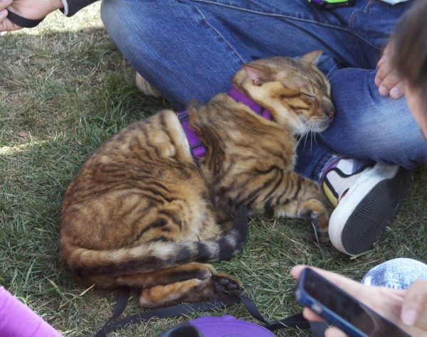 Orange And Black Tiger Tabby Cat Sleeping On The Grass With Head On Man's Leg