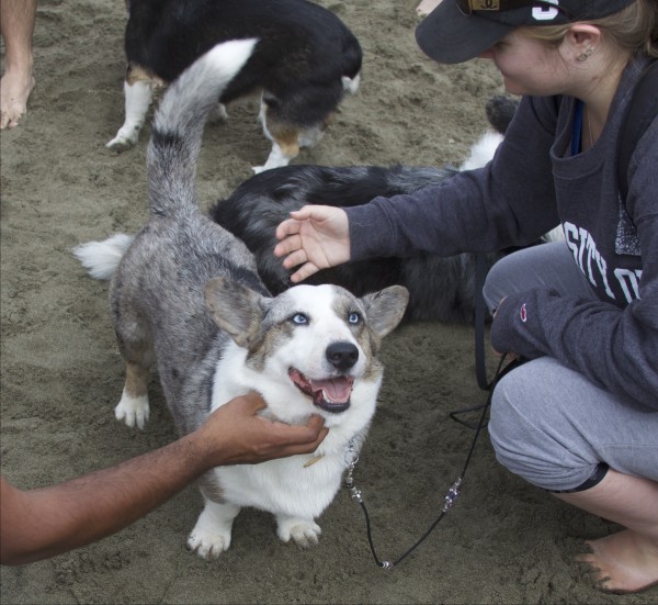 Blue Merle Cardigan Welsh Corgi Looking Goofily Delighted While Being Petted