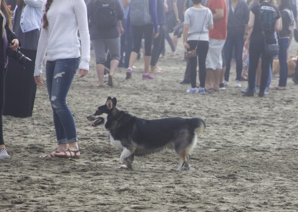 Corgi Husky Mix Walking Through A Crowd of People On A Beach