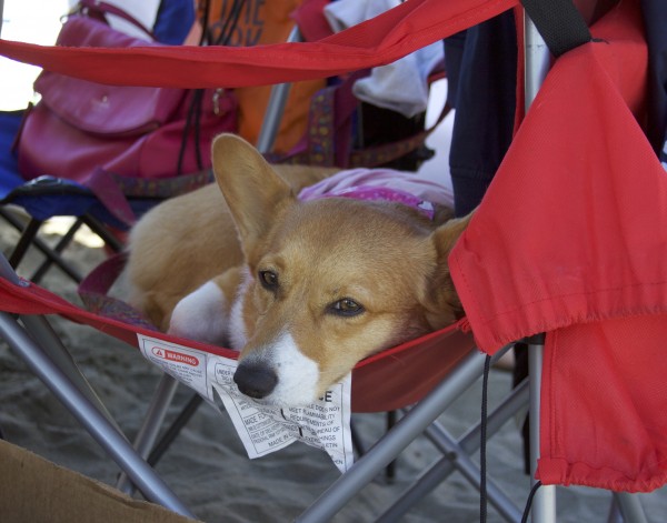 Pembroke Welsh Corgi Lying In A Red Camp Chair And Staring At The Camera