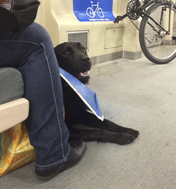 Black Border Collie Lab Mix In A Flexible Blue Cone Of Shame
